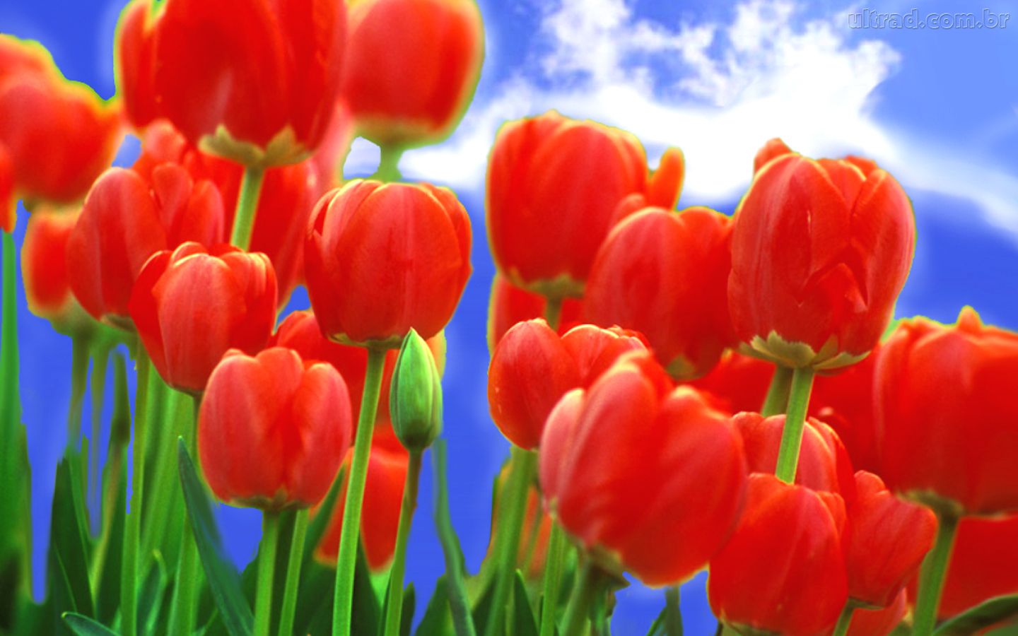 Encanto Verde: hoje são as tulipas